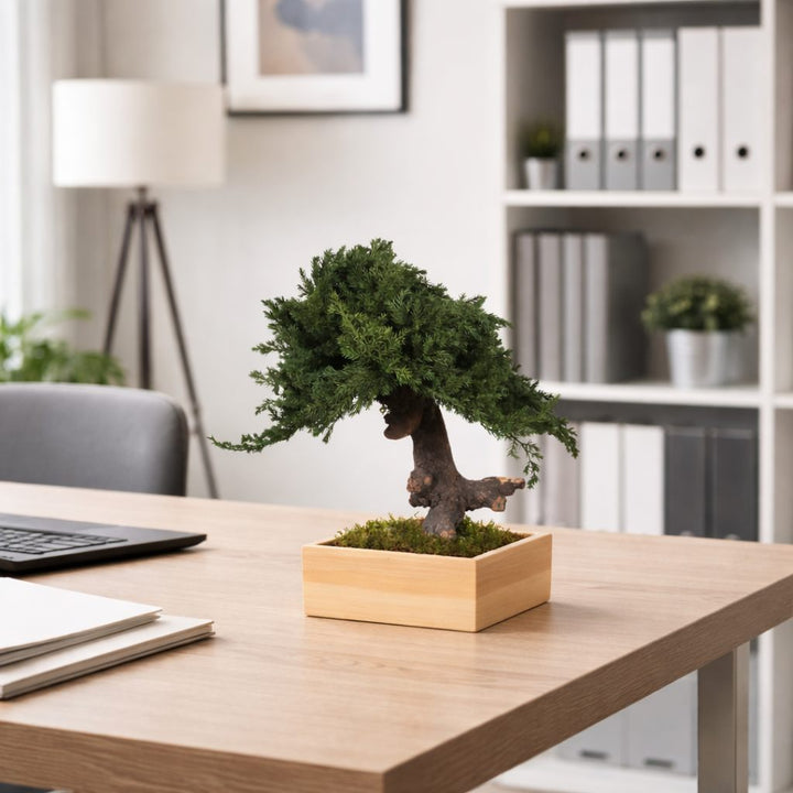 Juniperus Bonsai Einstämmig in Büro