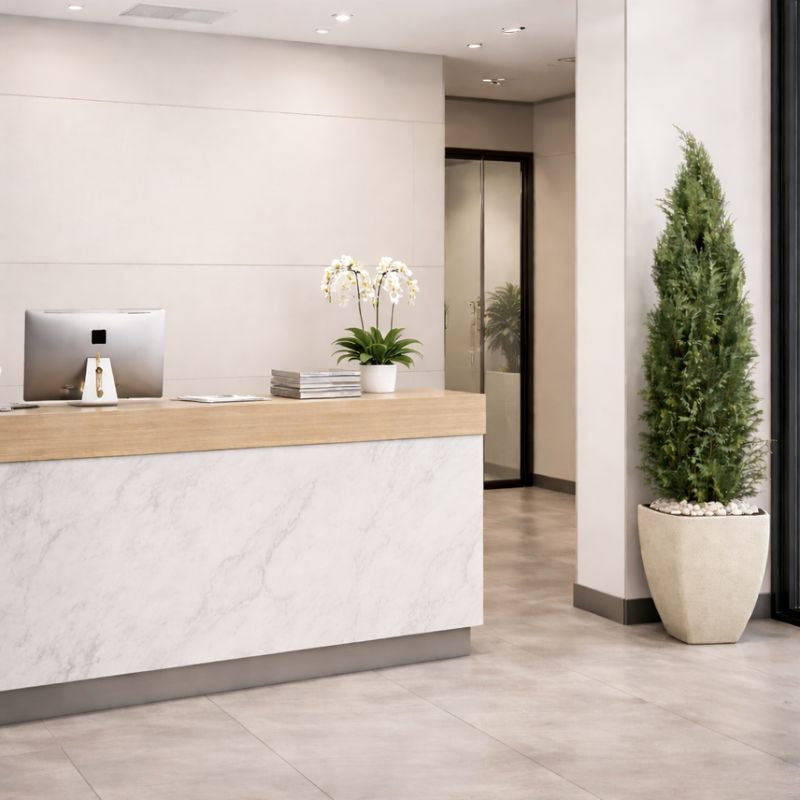 Konifere in Eingangsbereich 