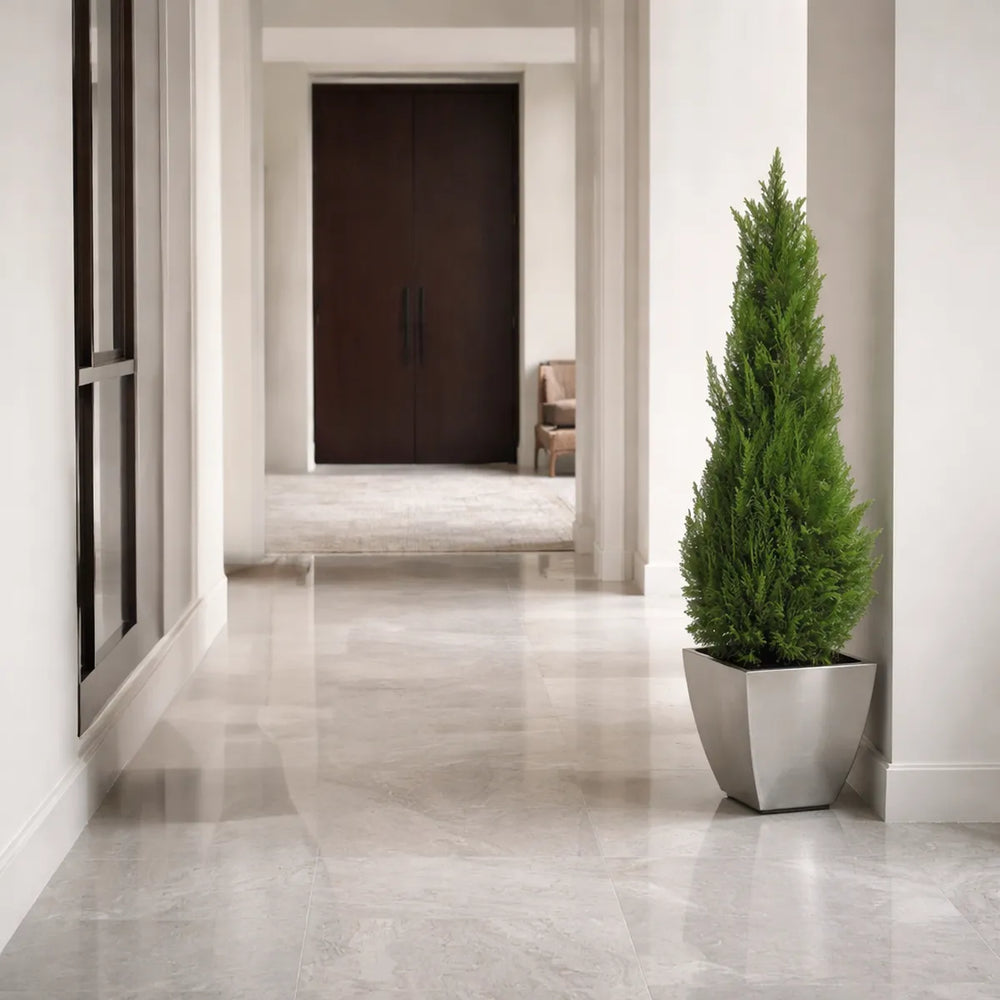 Thuja Konifere im Gang