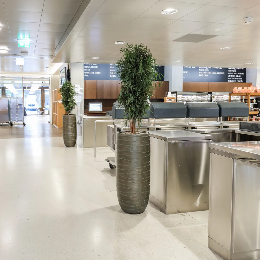 Nicoli Pflanze 130 cm in Kantonsspital St. Gallen Restaurant