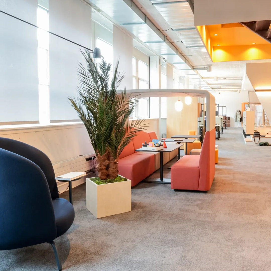 Phoenix Palme Kräftig in Showroom