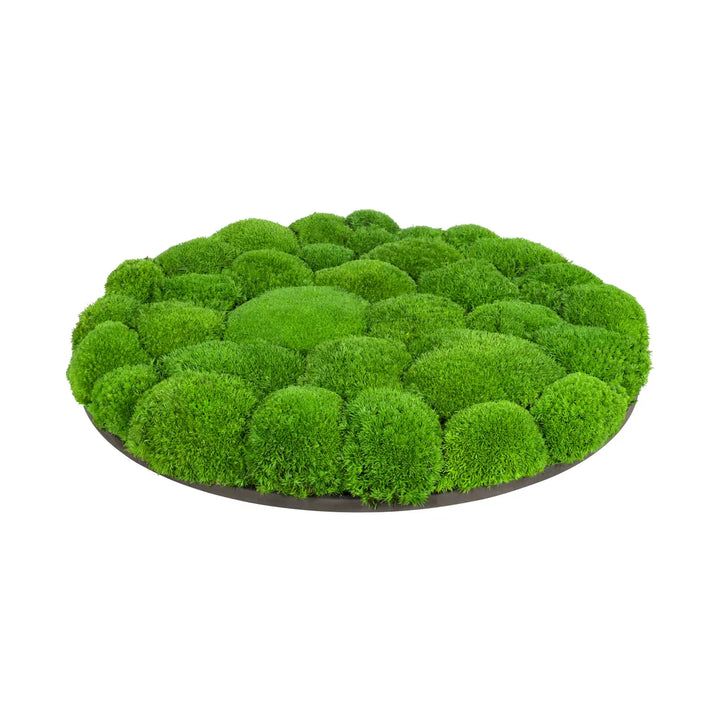 Kugelmoosbild in Apfelgrün 40 cm Seite