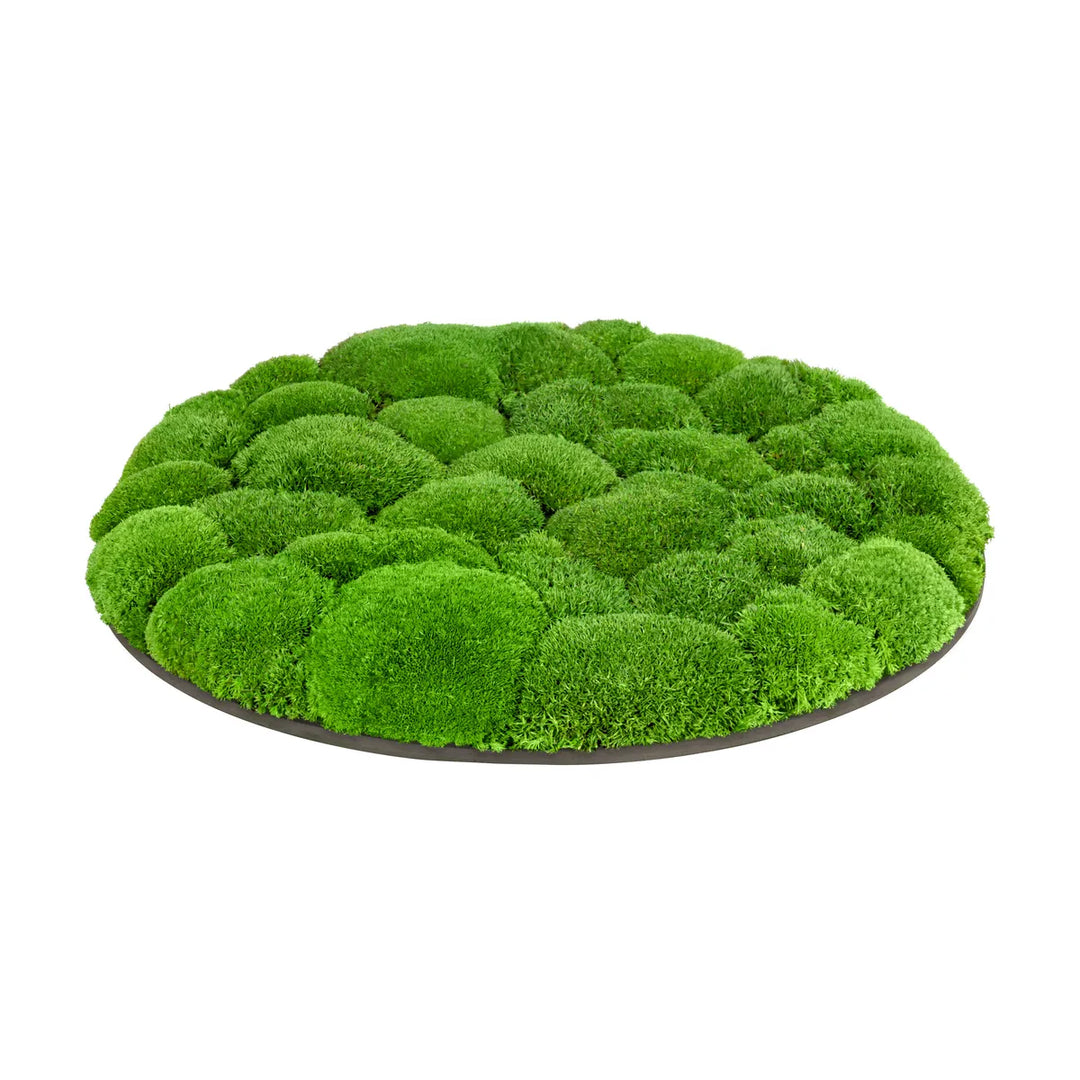 Kugelmoosbild in Apfelgrün 50 cm Seite