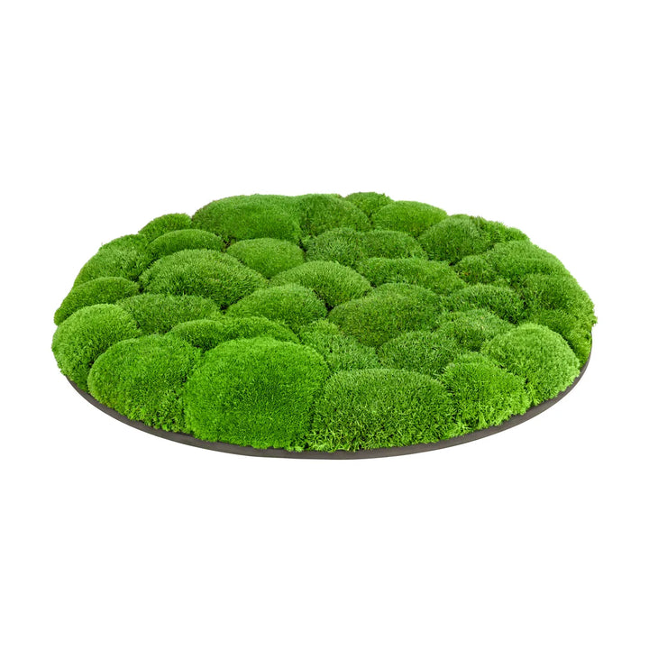 Kugelmoosbild in Apfelgrün 50 cm Seite