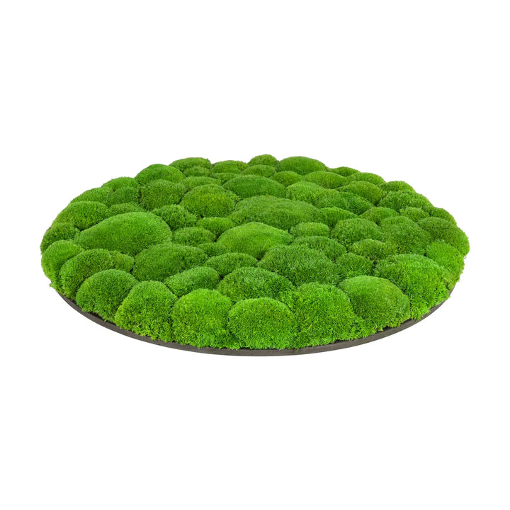 Kugelmoosbild in Apfelgrün 60 cm Seite