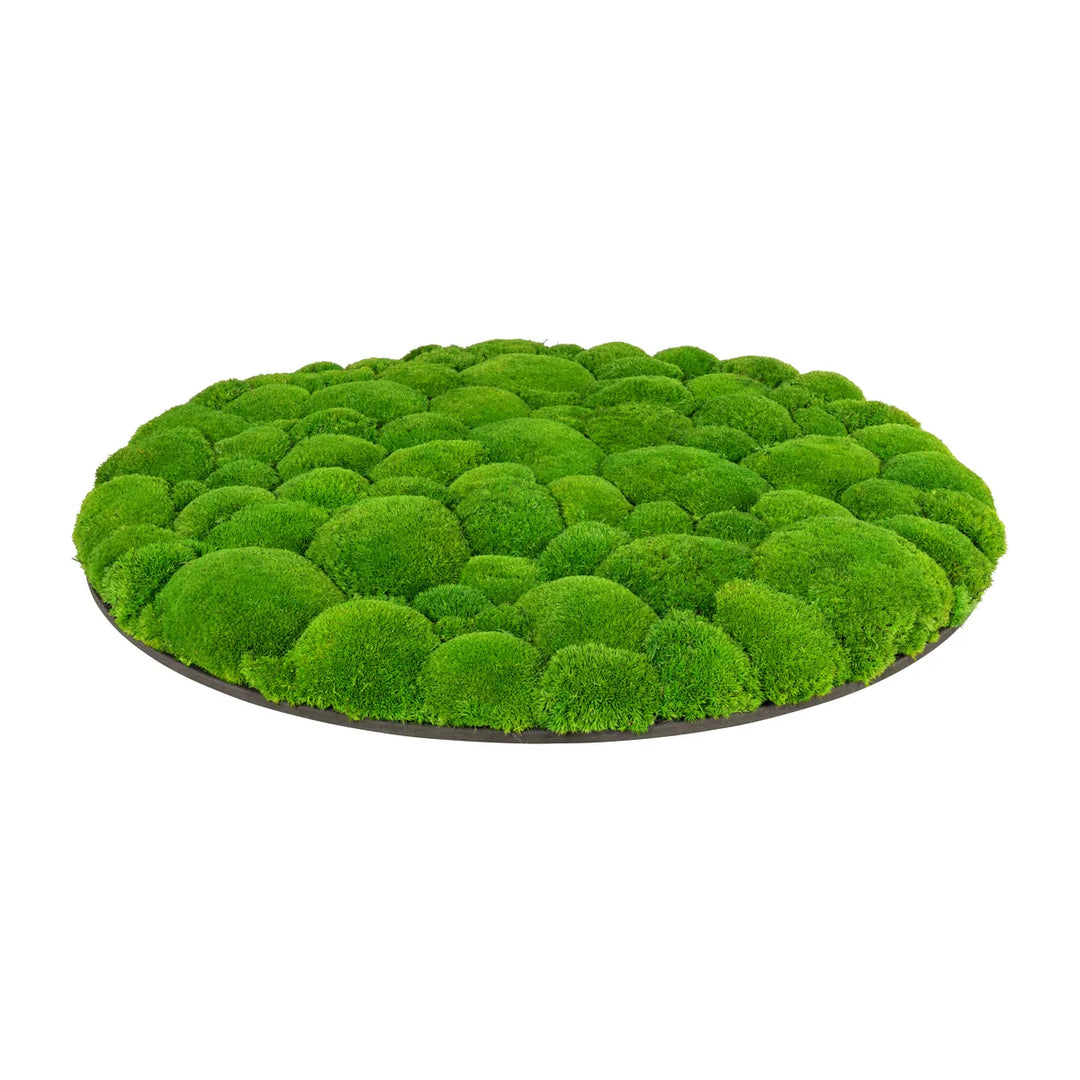 Kugelmoosbild in Apfelgrün 70 cm Seite