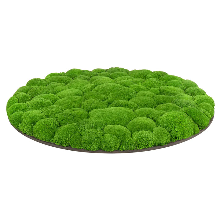 Kugelmoosbild in Apfelgrün 80 cm Seite 