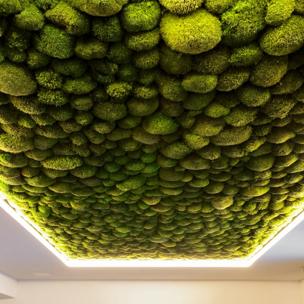 Kugelmoosdecke mit LED Beleuchtung Detailansicht