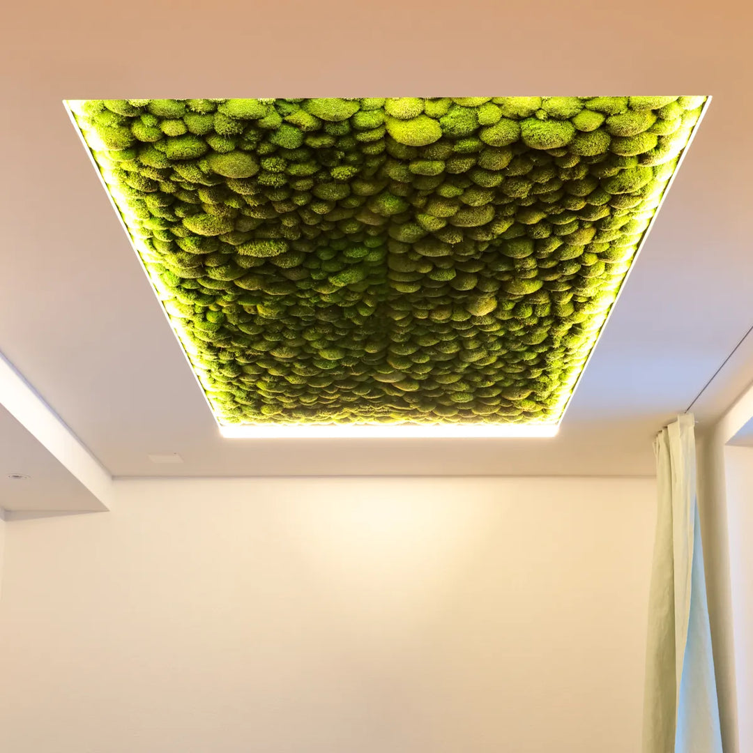 Kugelmoosdecke mit LED Beleuchtung