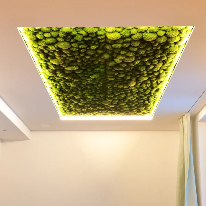 Kugelmoosdecke mit LED Beleuchtung