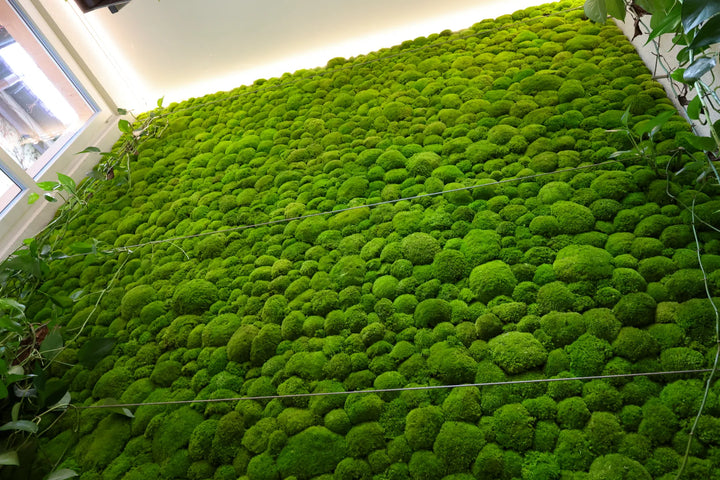 Kugelmooswand in Treppenhaus