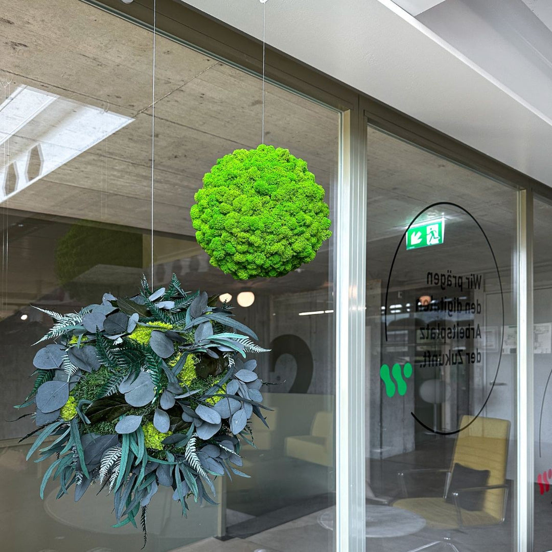 Moos- und Pflanzenball in Showroom
