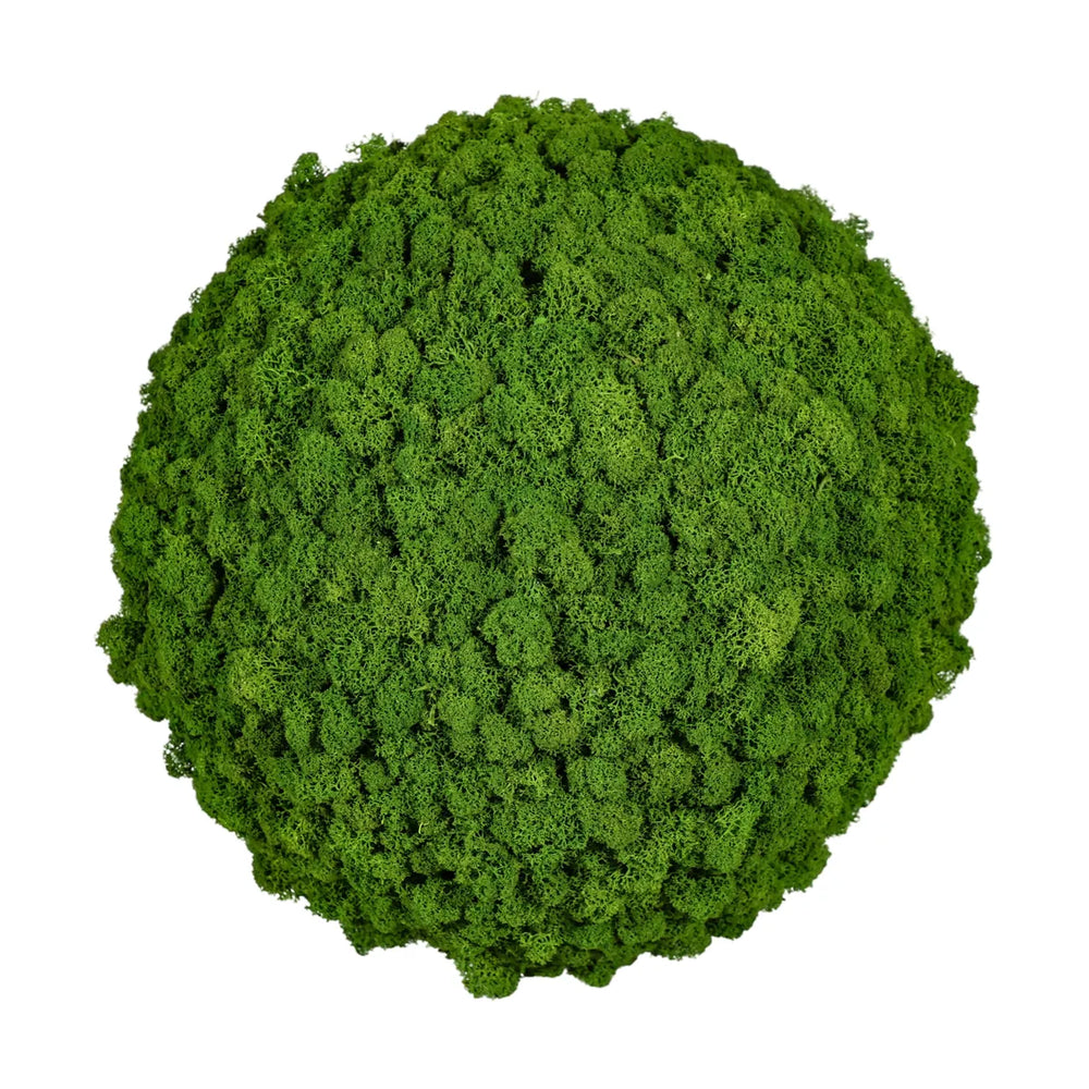 Moosball Islandmoos Wiesengrün