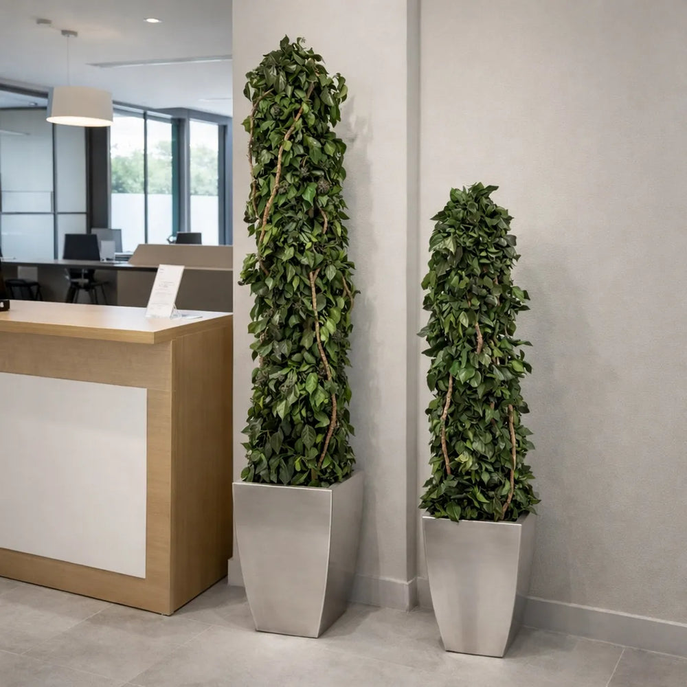 Naturstämme Hedera 100 + 160 cm in Empfangsbereich