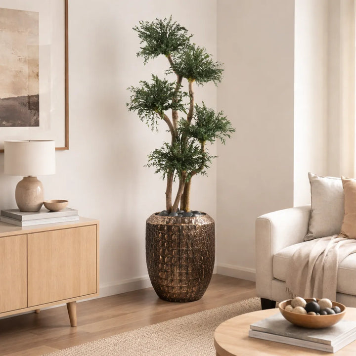 Parvifolia Baum 150 cm in Wohnzimmer