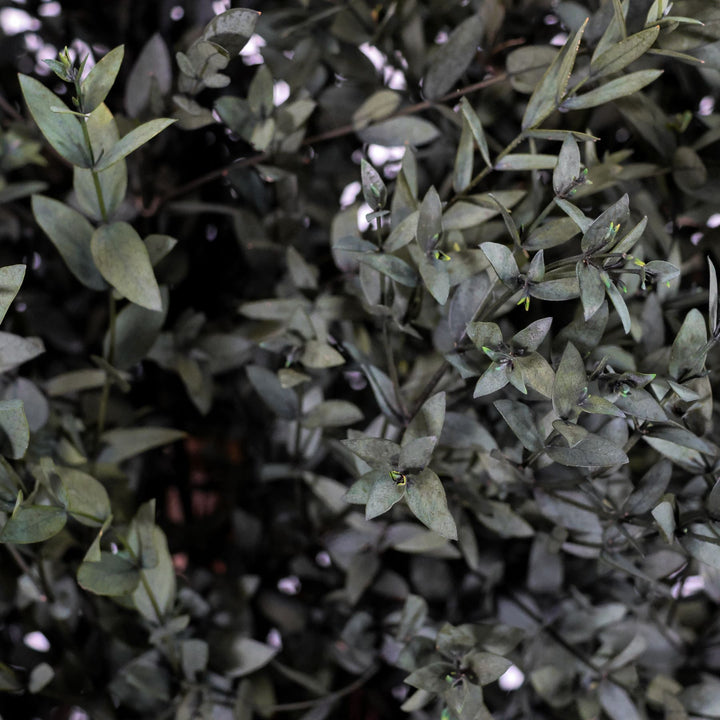 Parvifolia Pflanze Detail