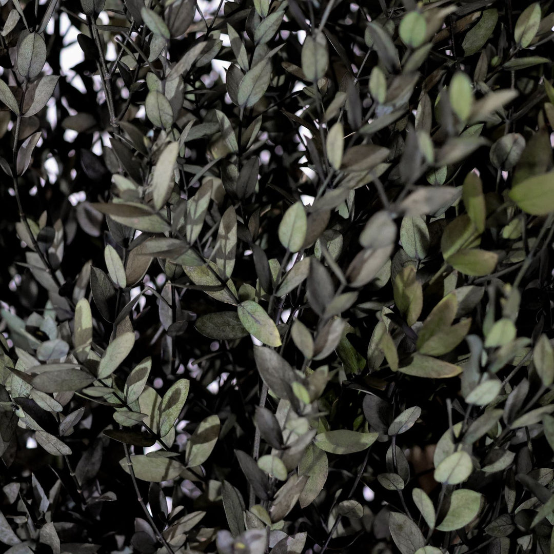 Parvifolia klein Detailaufnahme
