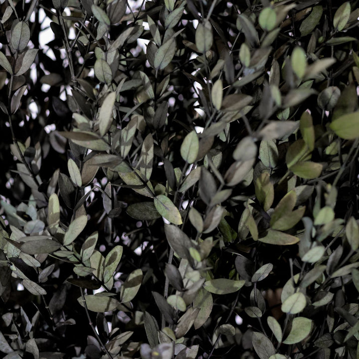 Parvifolia klein Detailaufnahme