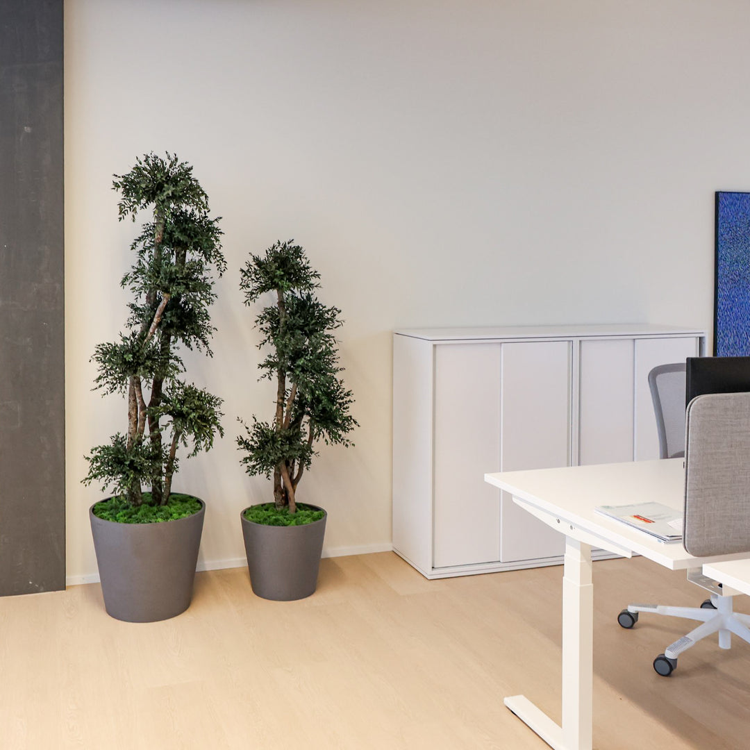 Parvifolia Baum in Büro 