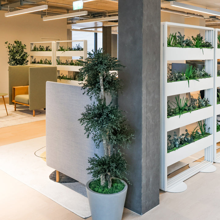 Parvifolia Baum in Grossraumbüro 