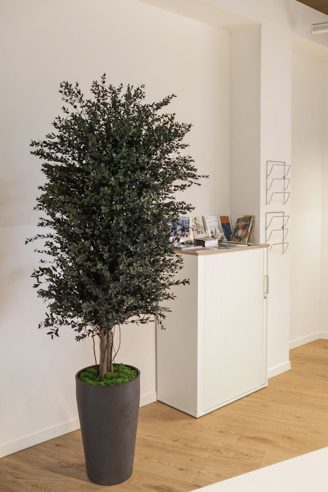 Parvifolia Pflanze in Topf