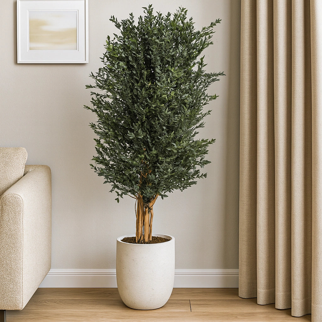 Parvifolia Pflanze 130 cm mit Topf in Innenraum