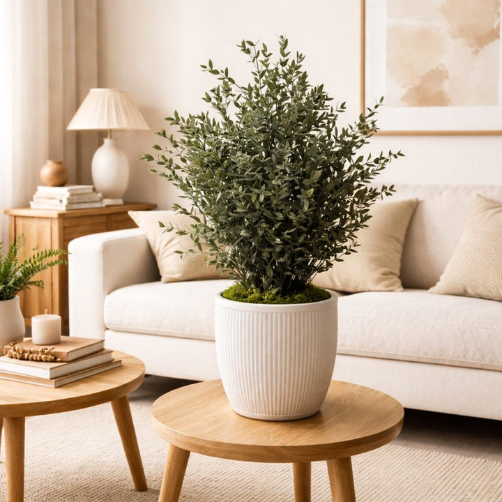 Parvifolia Pflanze in Wohnzimmer