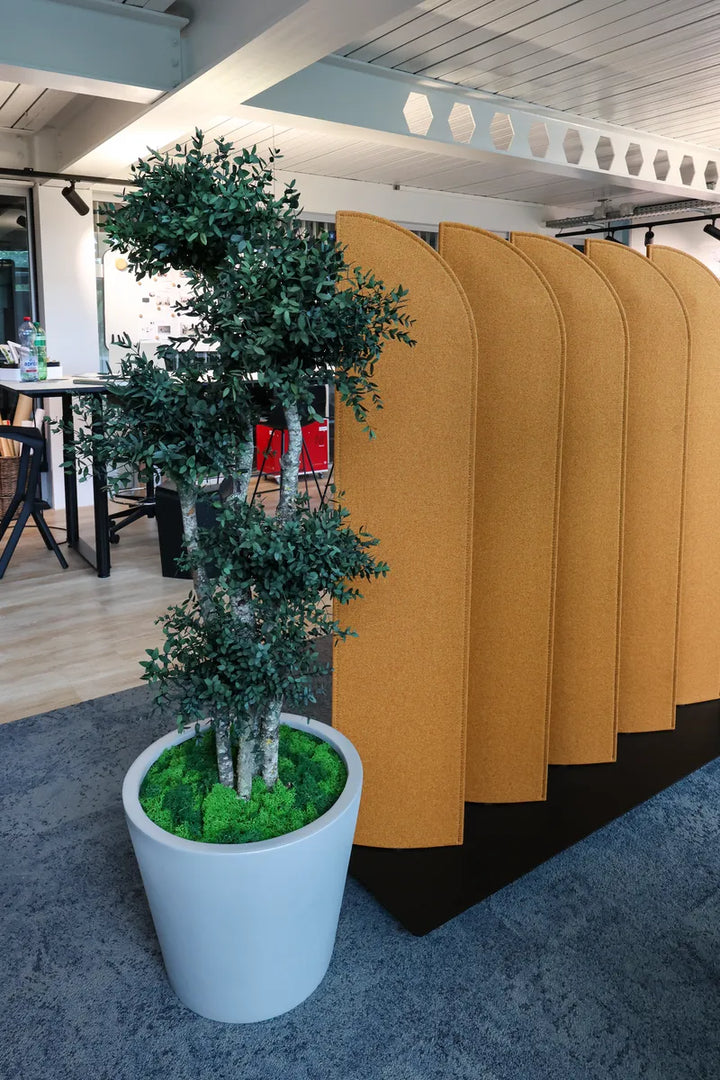 Parvifolia Baum in Showroom