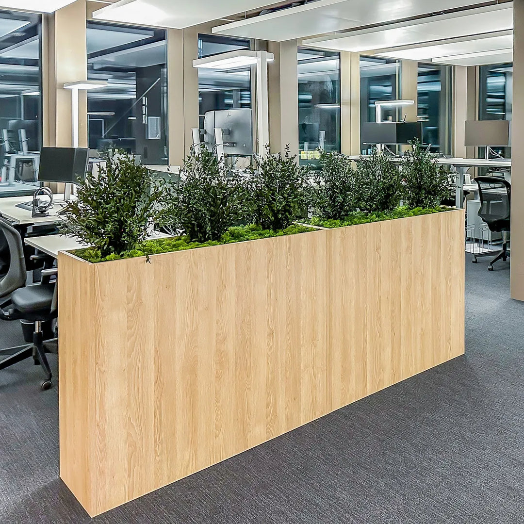 Parvifolia in Raumtrenner in Grossraumbüro