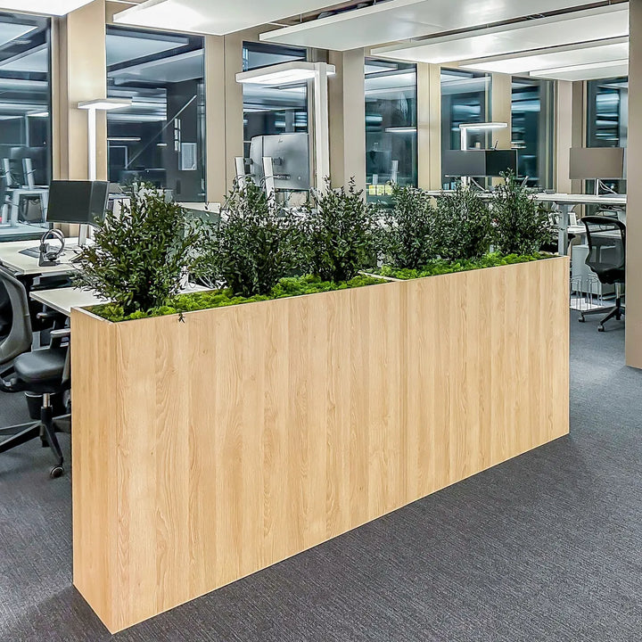 Parvifolia in Raumtrenner in Grossraumbüro