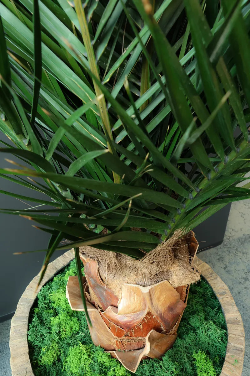 Phoenix Palme 150 cm Detailansicht