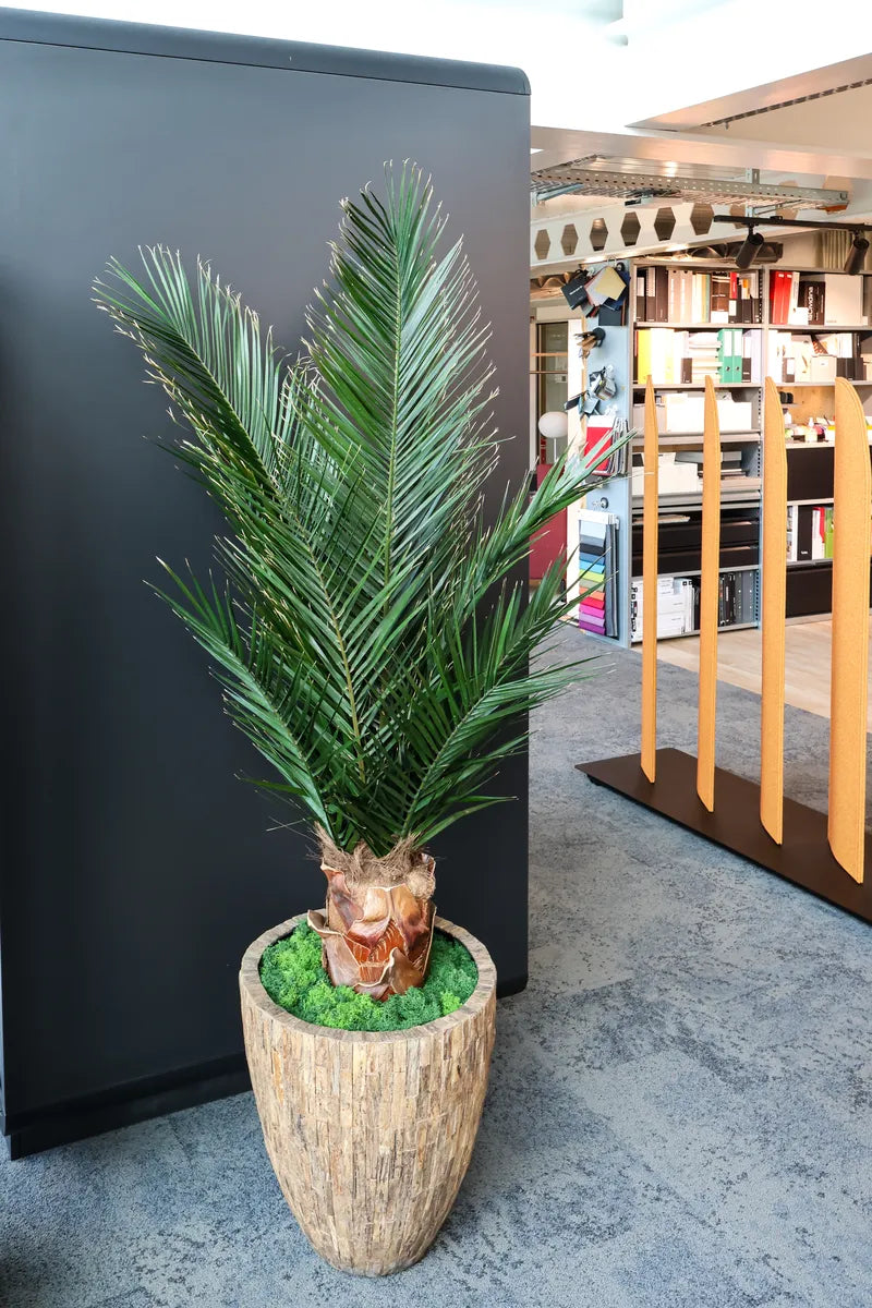 Phoenix Palme 150 cm in Showroom 