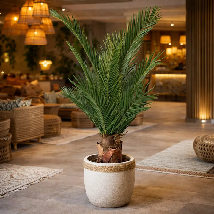 Phoenix Palme 150 cm dick in Hotellobby