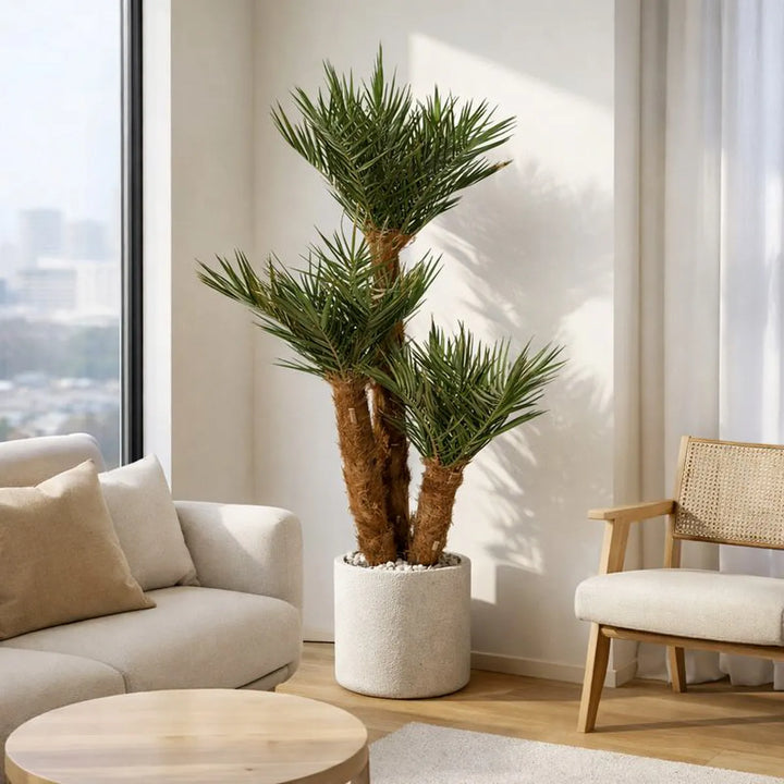 Phoenix Palme mehrstämmig im Loungebereich