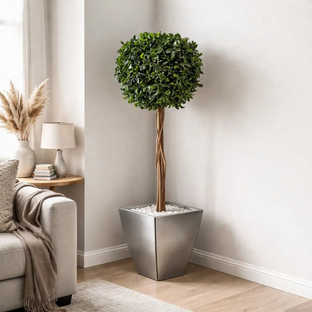 Pittosporum 1 Kugel in Wohnzimmer