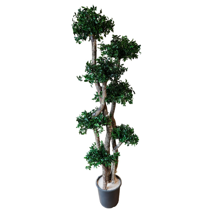 Pittosporum Baum 