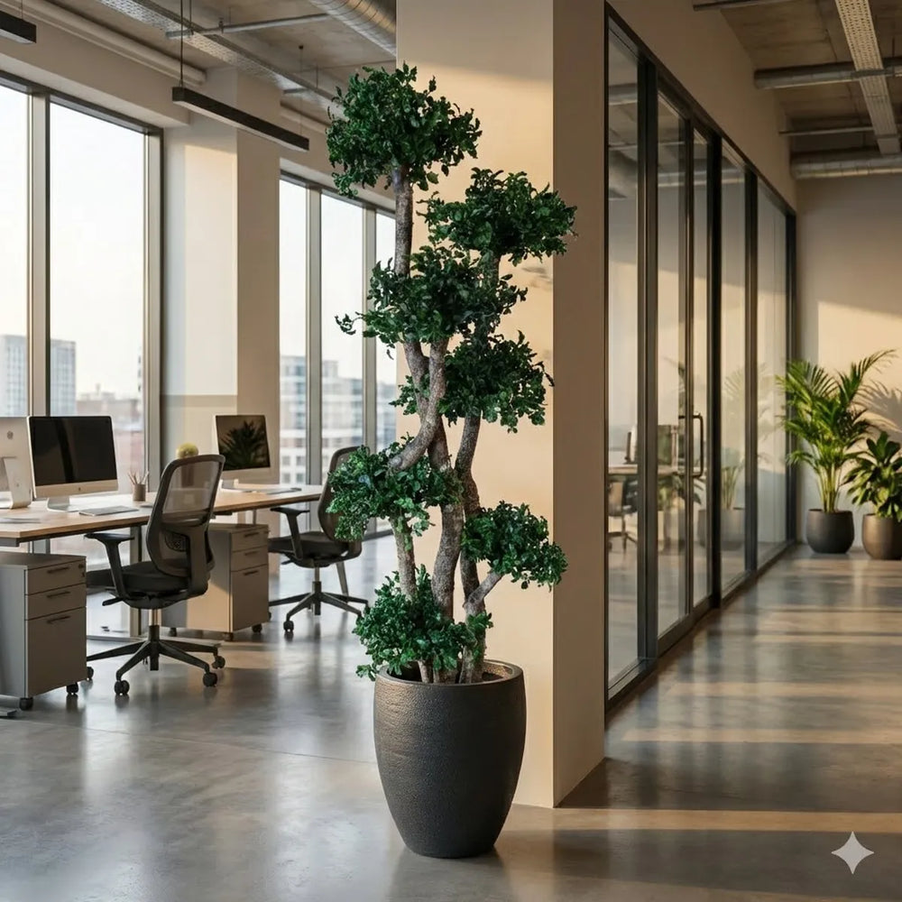 Pittosporum Baum in Büro