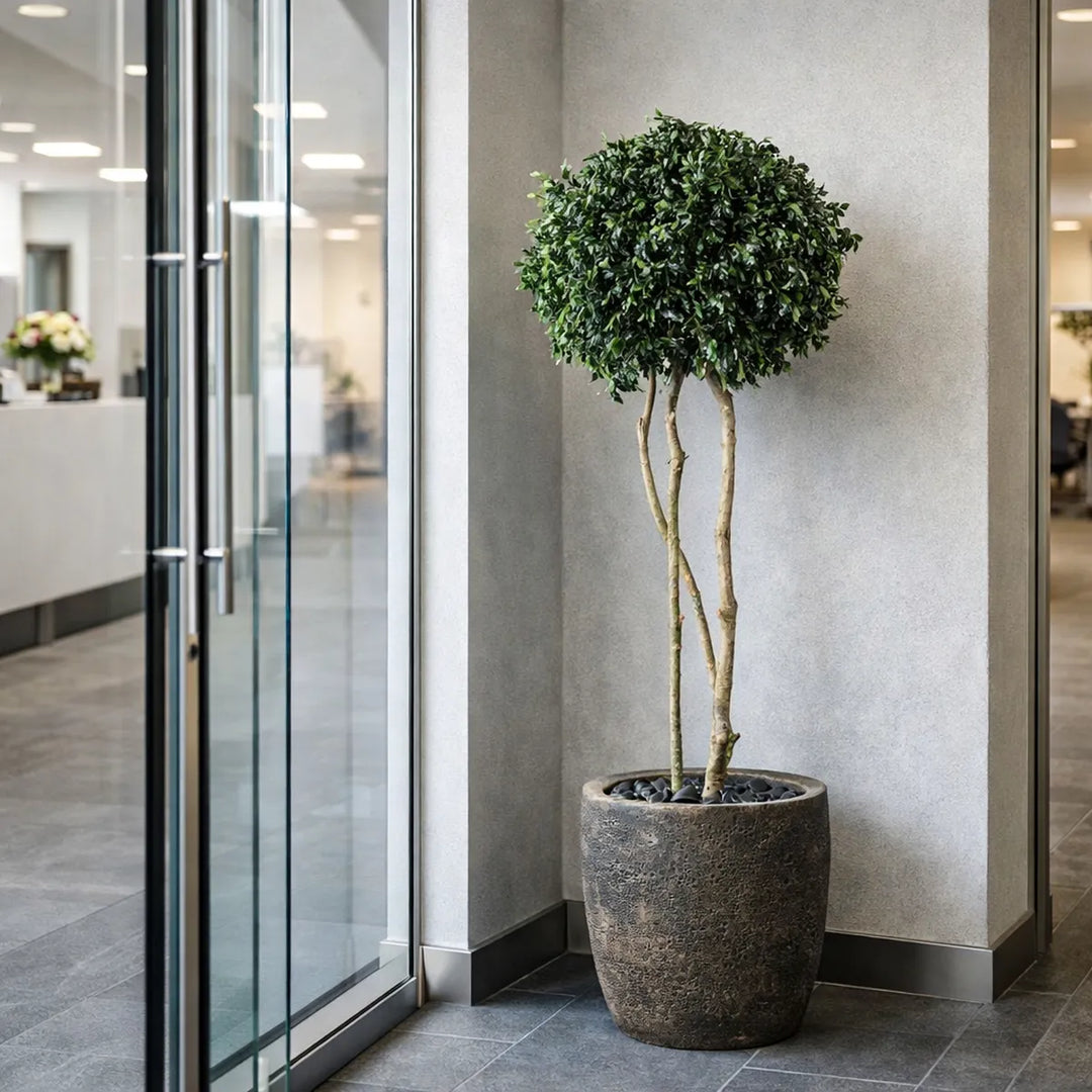 Pittosporum Krone Baum 150 cm in Eingangsbereich 