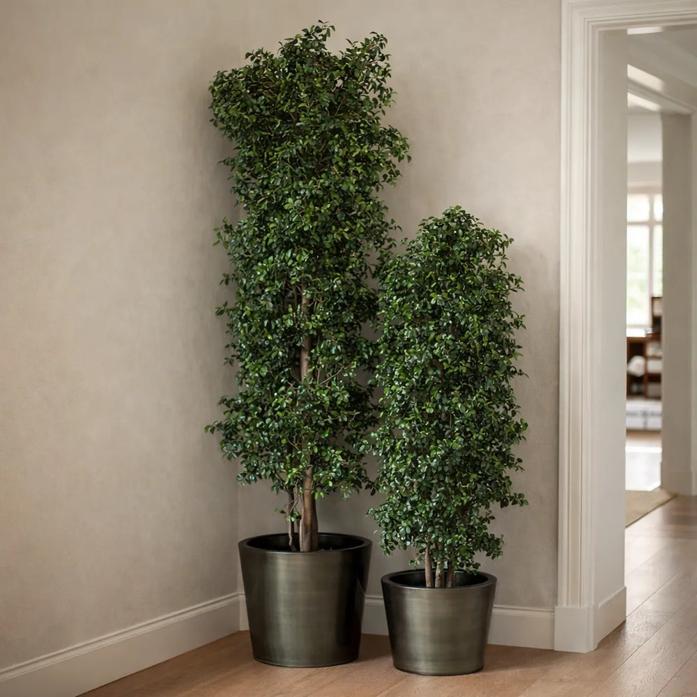 Pittosporum schlank in Wohnbereich Eingang