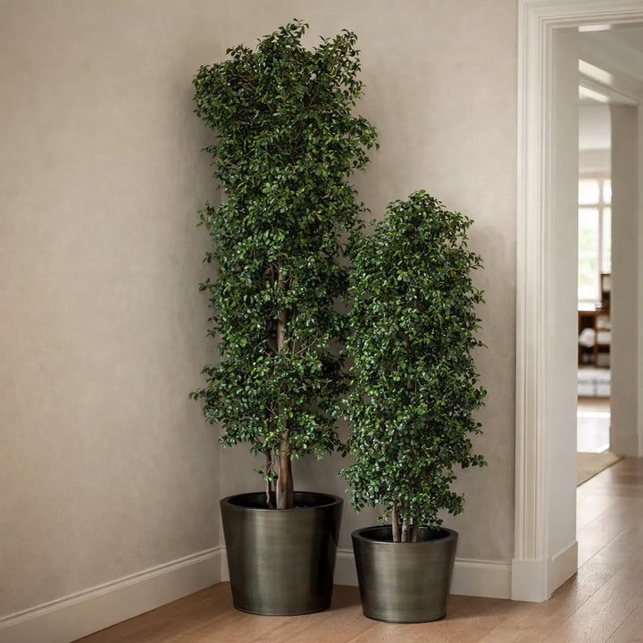 Pittosporum schlank in Wohnbereich Eingang