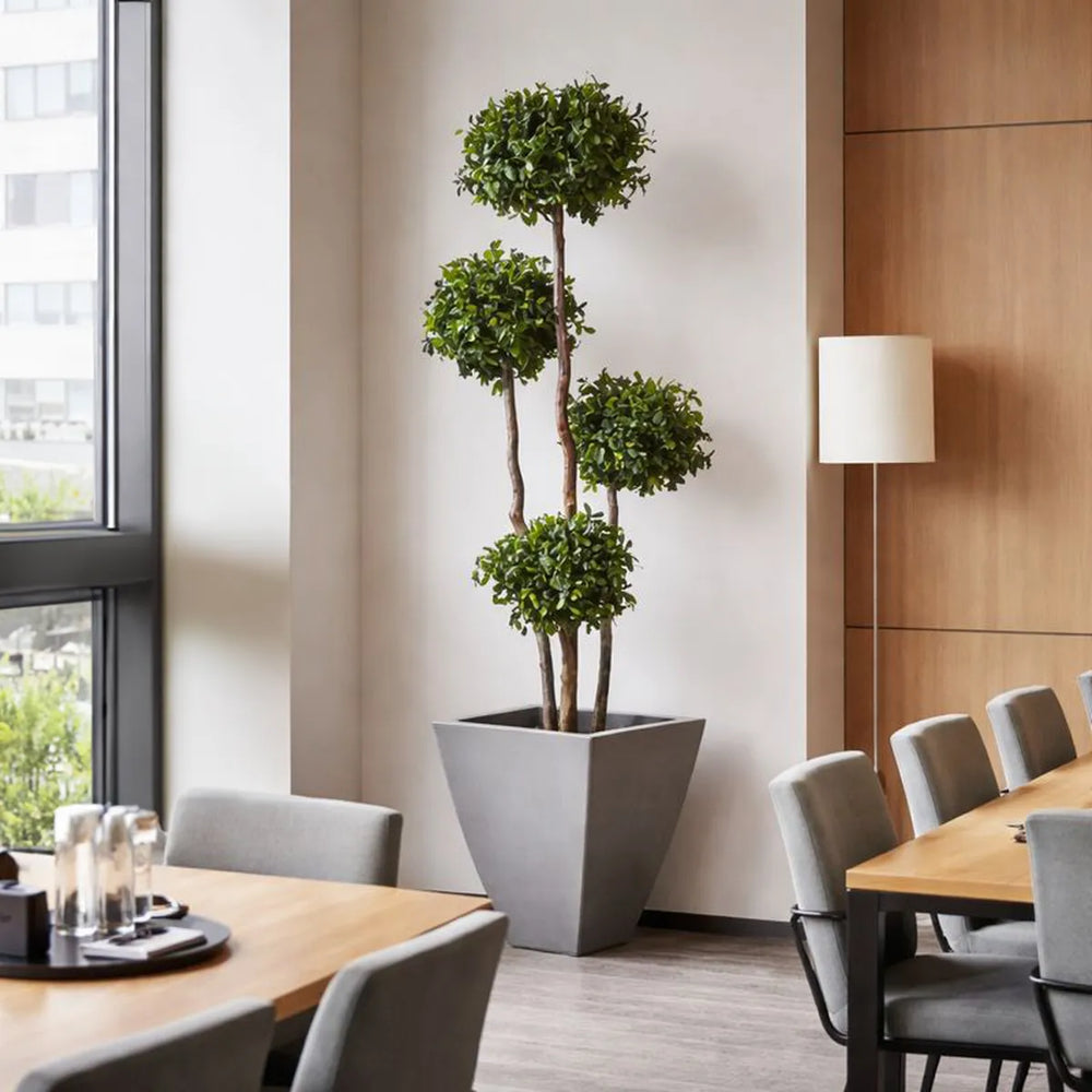 Pittosporum 4 Kugeln in Pausenraum 