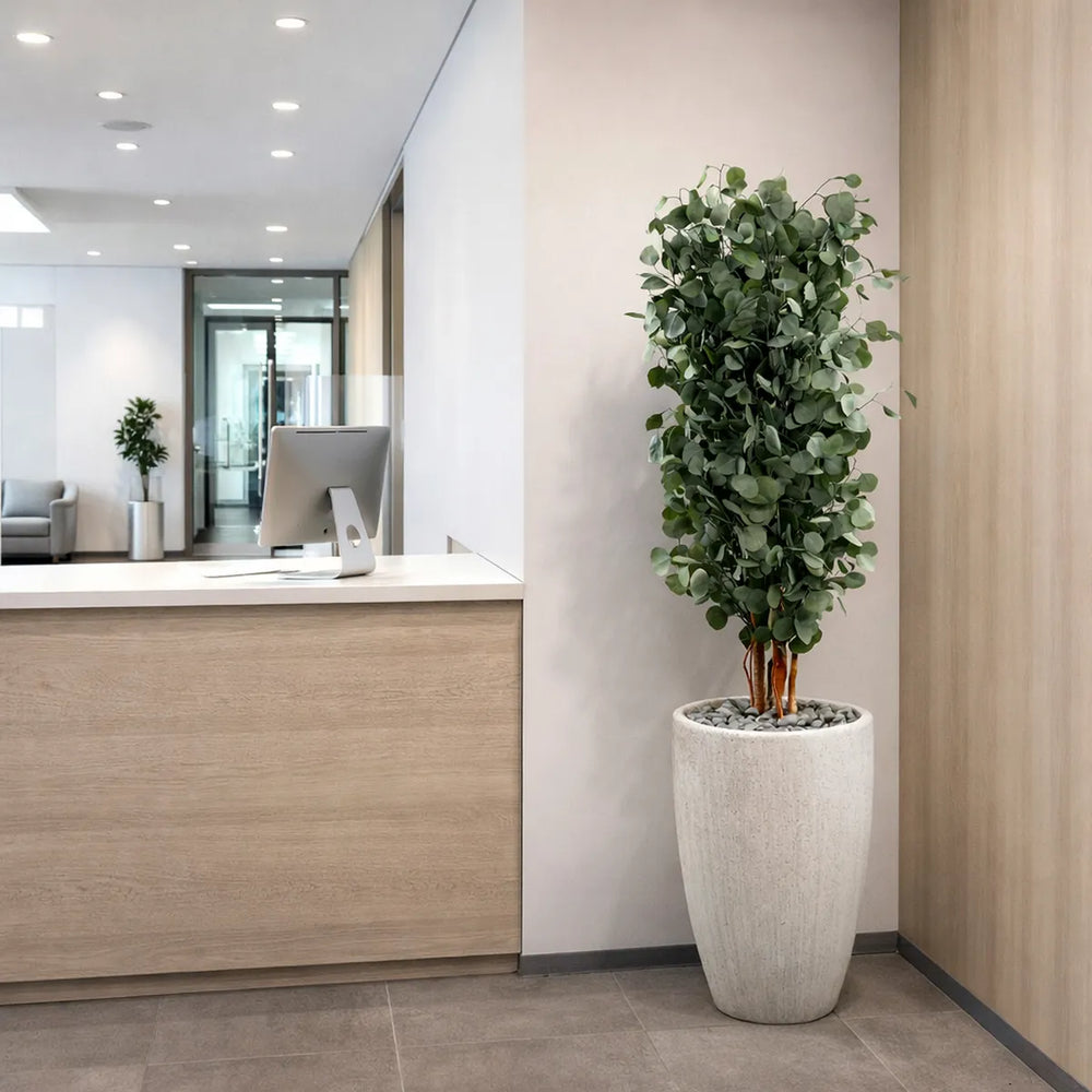 Populus schlank 130 cm in Empfangsbereich Büro