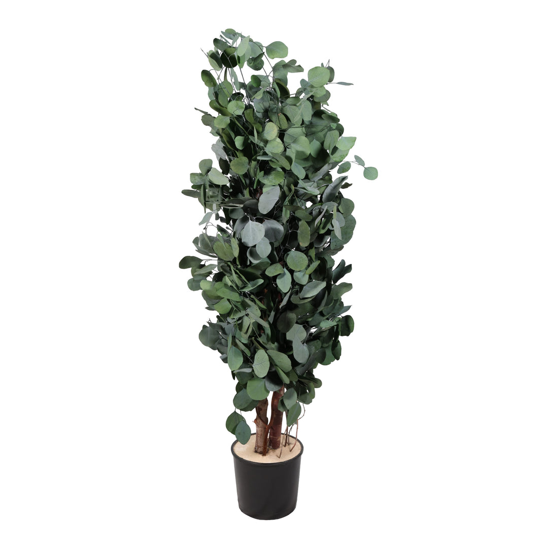 Populus Slim