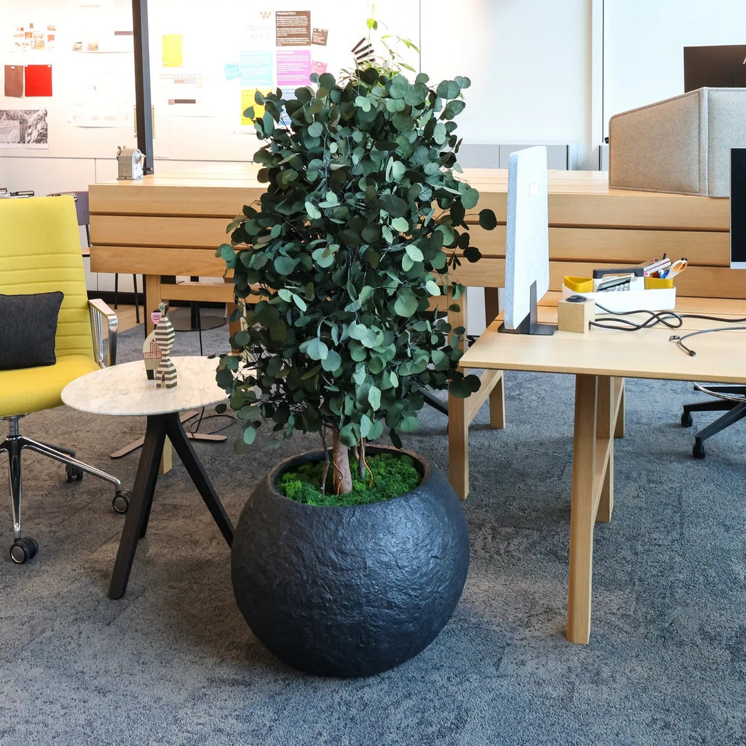 Populus weit 130 cm in Showroom 