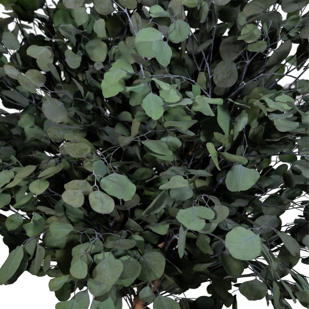 Populus Pflanze Detailaufnahme