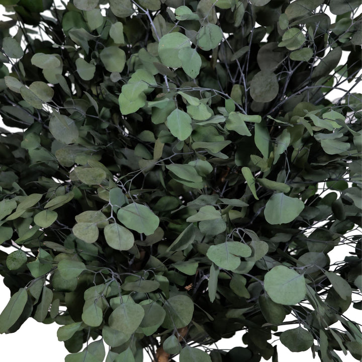Populus Pflanze Detailaufnahme