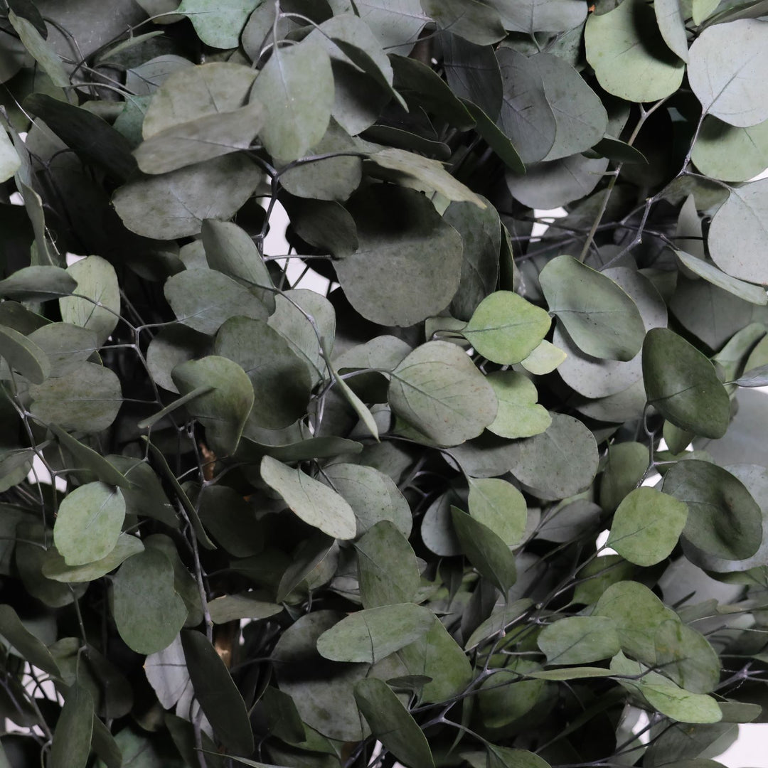 Populus Detailaufnahme