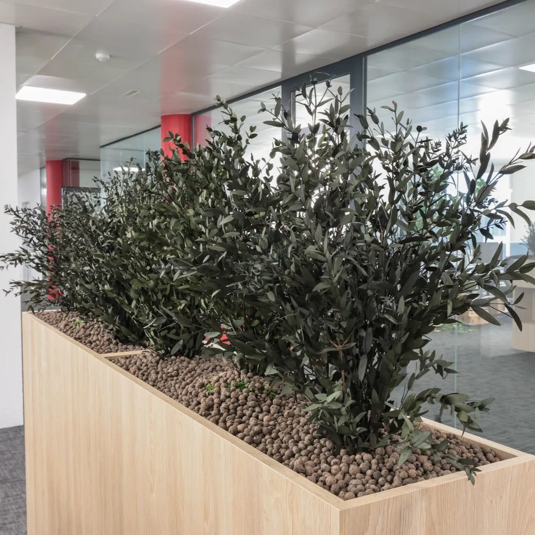 Parvifolia Bepflanzung in Raumtrenner