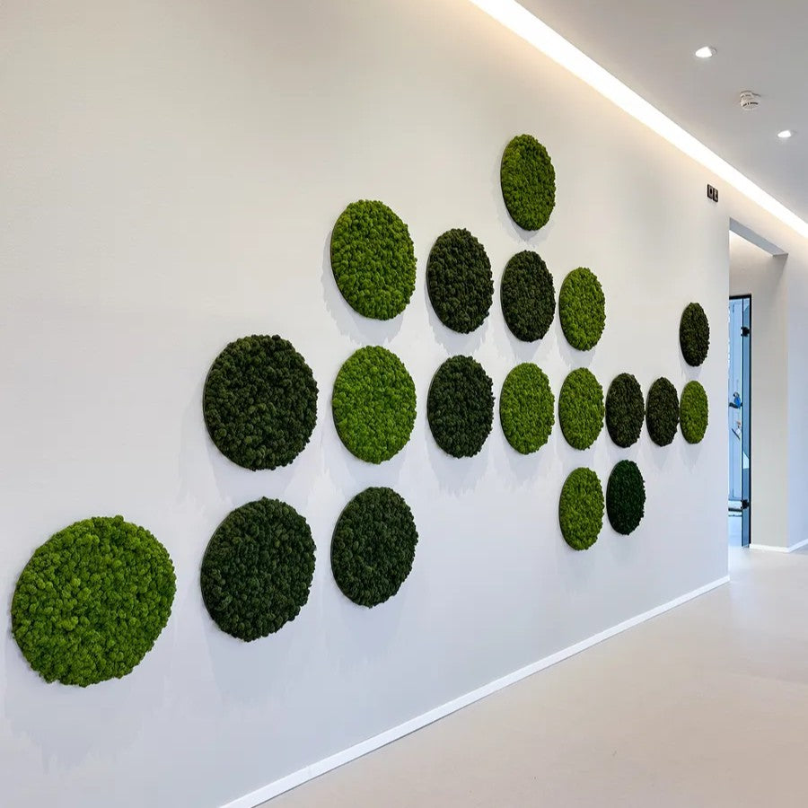 Runde Islandmoosbilder Zahnarztpraxis 