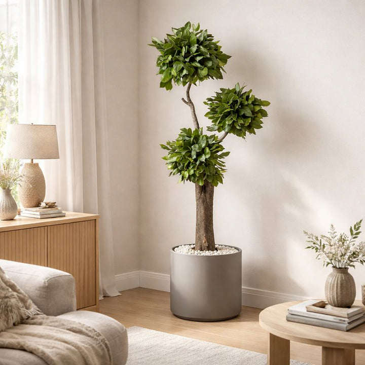 Salal Baum 160 cm in Wohnraum